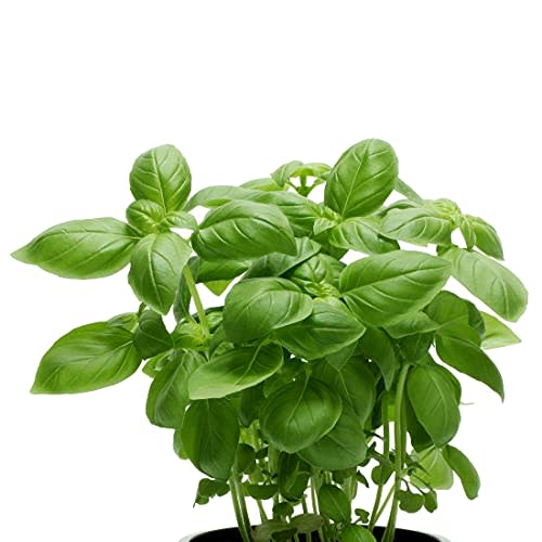Basil Sweet Italian (2 Pack) Potted Herb Plants in 3-4