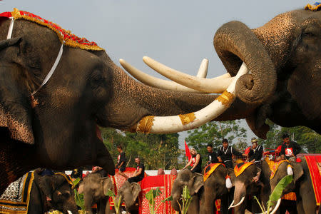 Elephants together with their Thai mahouts take part in an elephant fighting demonstration during Thailand's national elephant day celebration in the ancient city of Ayutthaya March 13, 2017. REUTERS/Chaiwat Subprasom