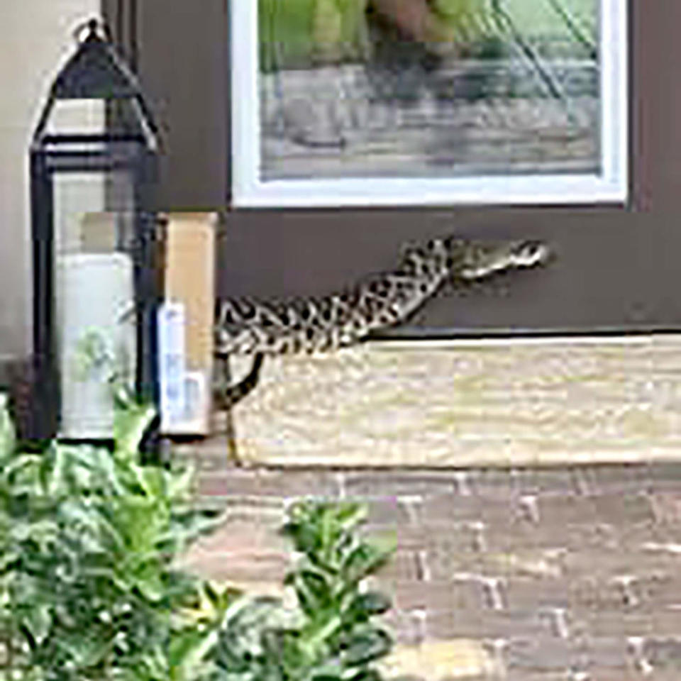 A driver delivering a package Monday evening was bitten by an Eastern Diamondback rattlesnake which was coiled up near the front door of the delivery location, in Palm City, Fla. (Martin County Sheriff's Office via Facebook)