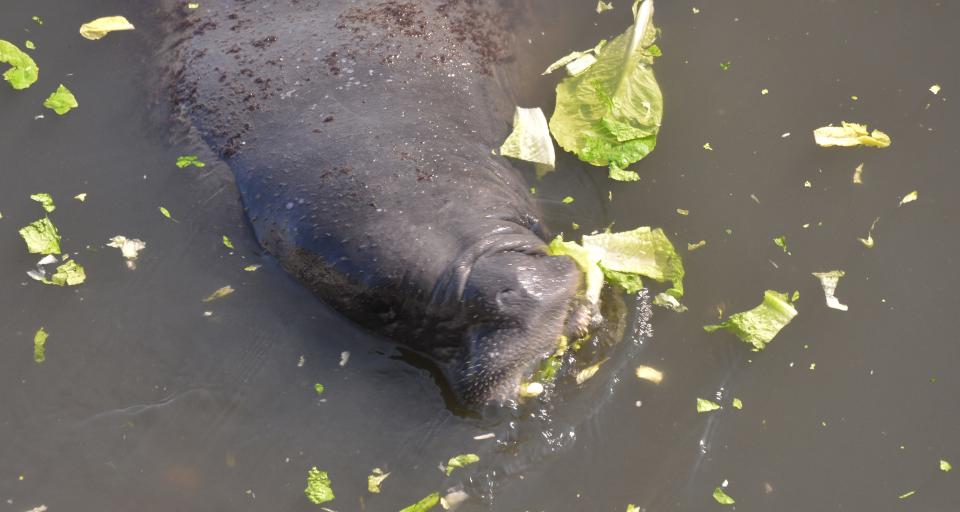 In February 2023, state and federal wildlife officials invited media to document manatee feeding at the Florida Power & Light’s Cape Canaveral Energy Center on US 1 in Cocoa. For the past two winters, officials have fed manatees there to keep them from starving. A recent report shows manatees numbers stayed stable last year, despite many that starved because of seagrass loss.