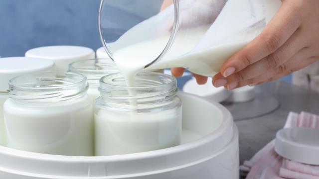 Never Buy Probiotics Again — Use This Simple Process to Make Yogurt At Home  and Boost Your Gut Health