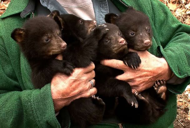 PHOTO: In this March 22, 2011, file photo, a DEP volunteer Ernie Meshack, Stanhope, holds four of the black bear cubs that were removed from a den near a Breakneck Road home in Vernon Township, N.J. (Thomas P. Costello/The Asbury Park Press via AP, FILE)