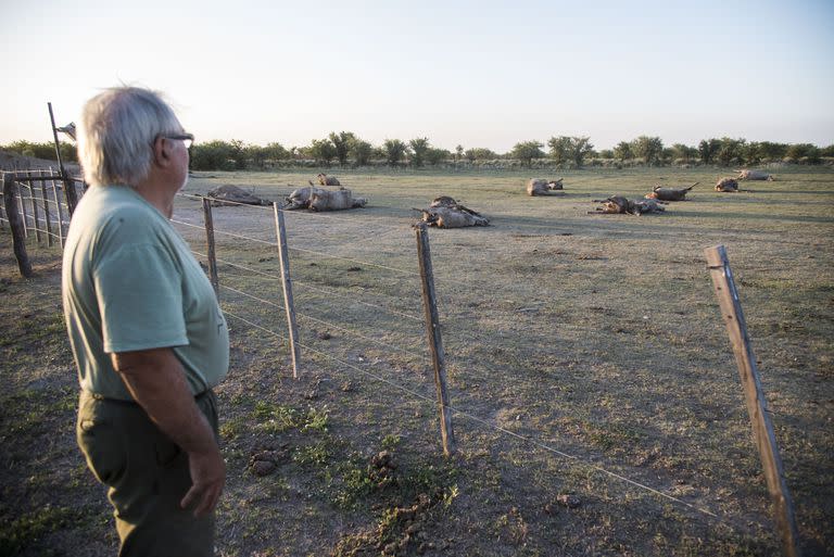 Sequía; sequía en tostado; sequía en Santa Fe; vacas muertas; animales Muertos; localidad de Pozo; pozo; Santa fe; Campo; fotos de caMPO; ECONOMÍA; COMUNIDAD DE NEGOCIOS