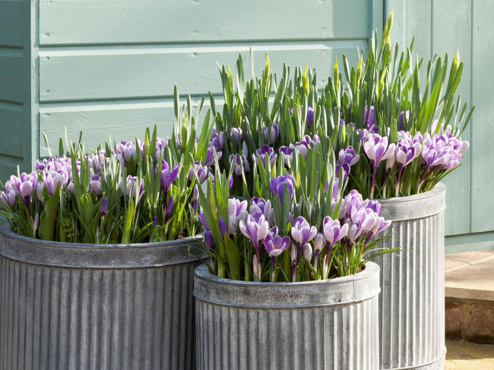 purple crocuses in galvanised containers