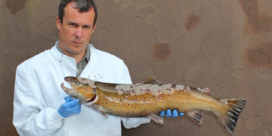 Un técnico muestra un ejemplar de salmón afectado por la Saprolegnia. (Crédito imagen Canal River Trust UK).
