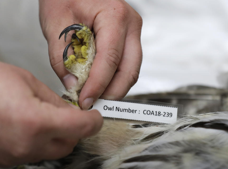 In this photo taken in the early morning hours of Oct. 24, 2018, wildlife technician Jordan Hazan works in a lab in Corvallis, Ore., as he places an identification tag on a male barred owl he shot earlier in the night. “What we’re trying to do is find a way to manage barred owls _ not to get rid of them completely _ ... so that spotted owls can still survive on the landscape while we look for opportunities to help the spotted owl recover,” said Robin Bown, who leads the agency’s owl experiment. (AP Photo/Ted S. Warren)