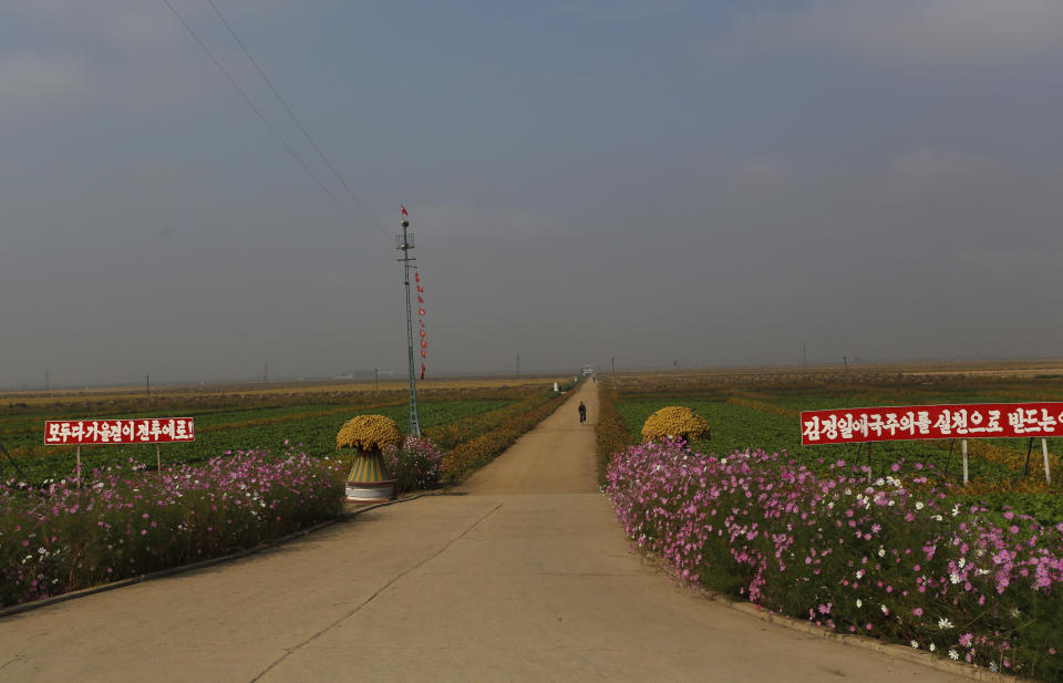 In this Sunday, Sept. 23, 2012 photo, a North Korean woman rides a bicycle at Migok Cooperative Farm in Sariwon, North Hwanghae Province, North Korea. Farmers would be able to keep a bigger share of their crops under proposed changes aiming to boost production by North Korea's collective farms, which have chronically struggled to provide enough food for the country's 24 million people. The signs read "To fight for harvesting," left, and "To perform patriotism led by Kim Jong Il." (AP Photo/Vincent Yu)