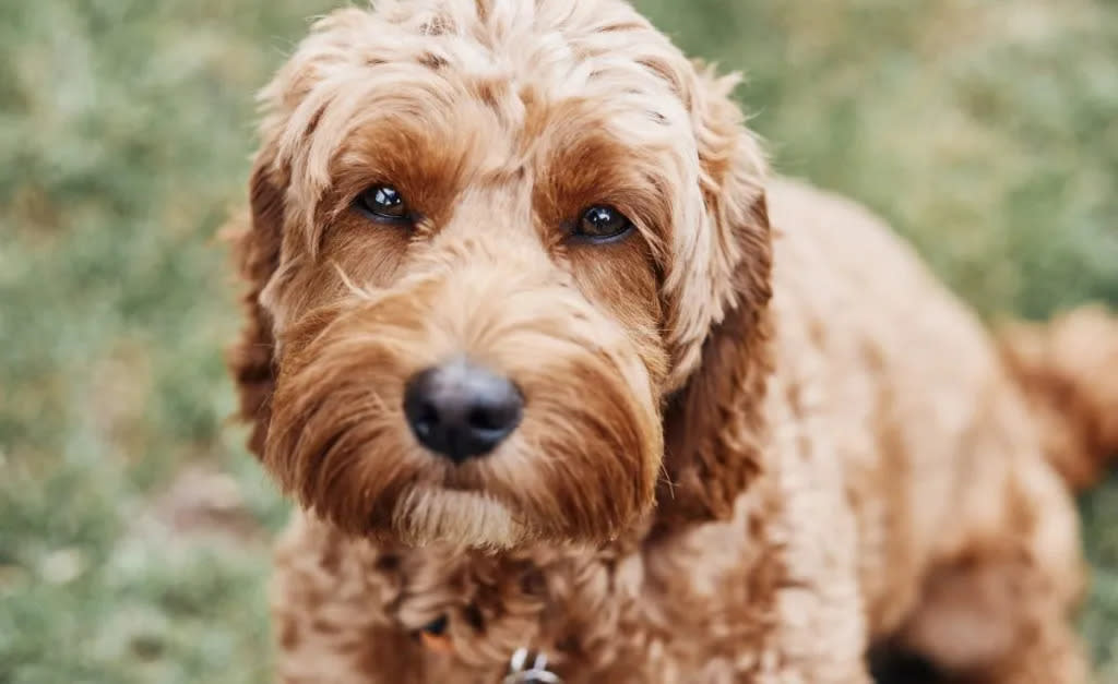 Pros and cons of a Cavapoo