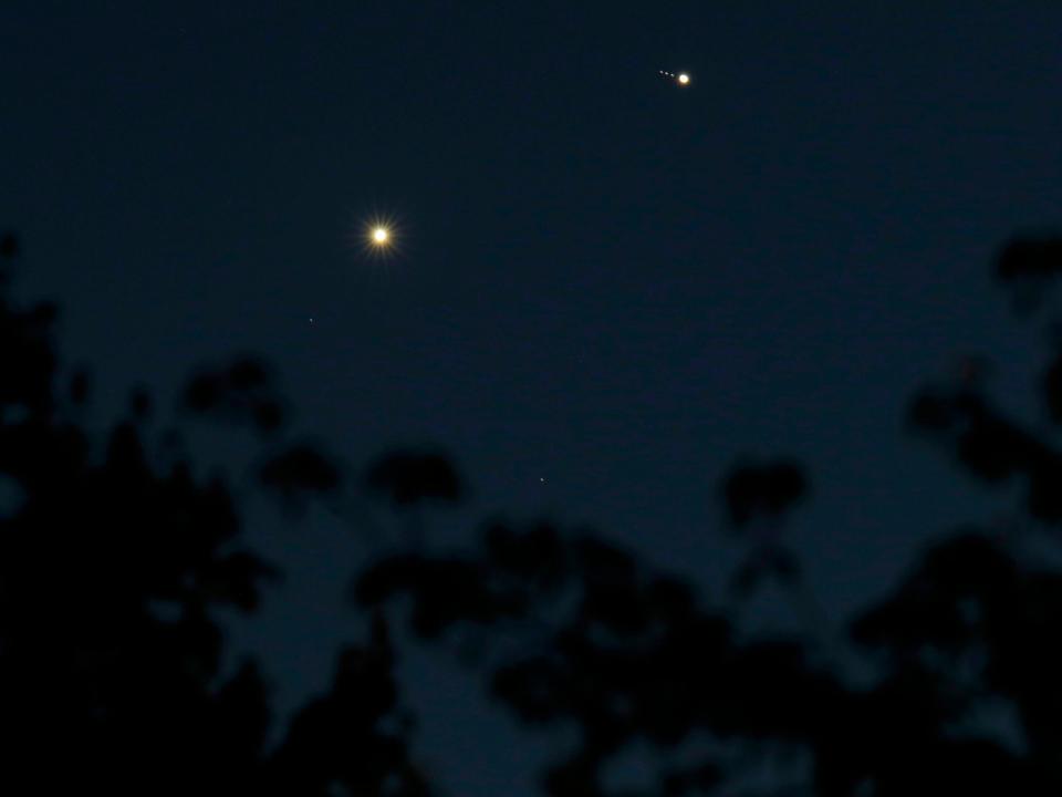 De nachtelijke hemel is diepblauw door de donkere bomen met twee lichtpuntjes boven Venus en Jupiter