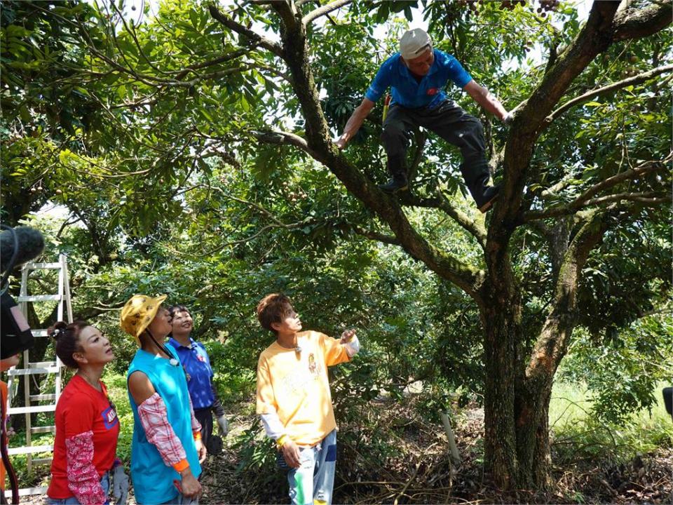 《綜藝新時代》龍眼採收體驗遇蜂窩嚇出人生跑馬燈！浩子扮嫦娥裸上身穿透明薄紗讓人大喊「不蘇湖」