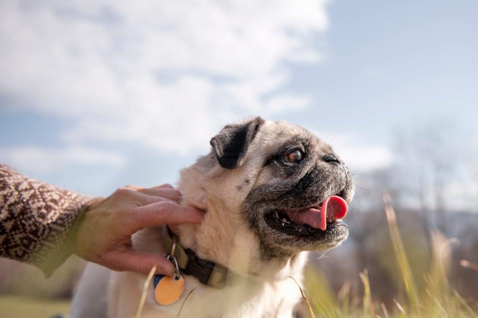 A pug dog in a field.