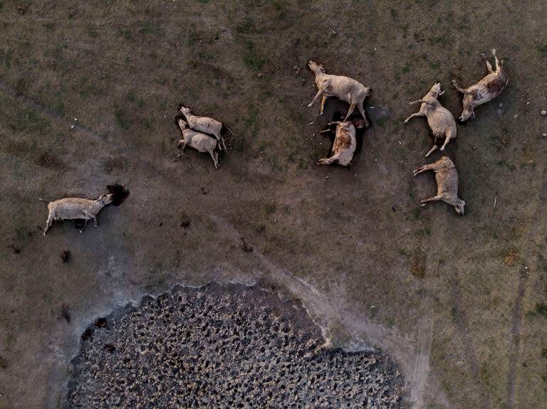 La sequía golpea la zona norte de Santa Fe de forma desesperante. 
Gustavo GIailevra, productor agropecuario de la localidad de Pozo Borrado, cerca de Tostado, perdió mas de 200 animales debido a la falta de agua, Santa Fe 1, de abril
