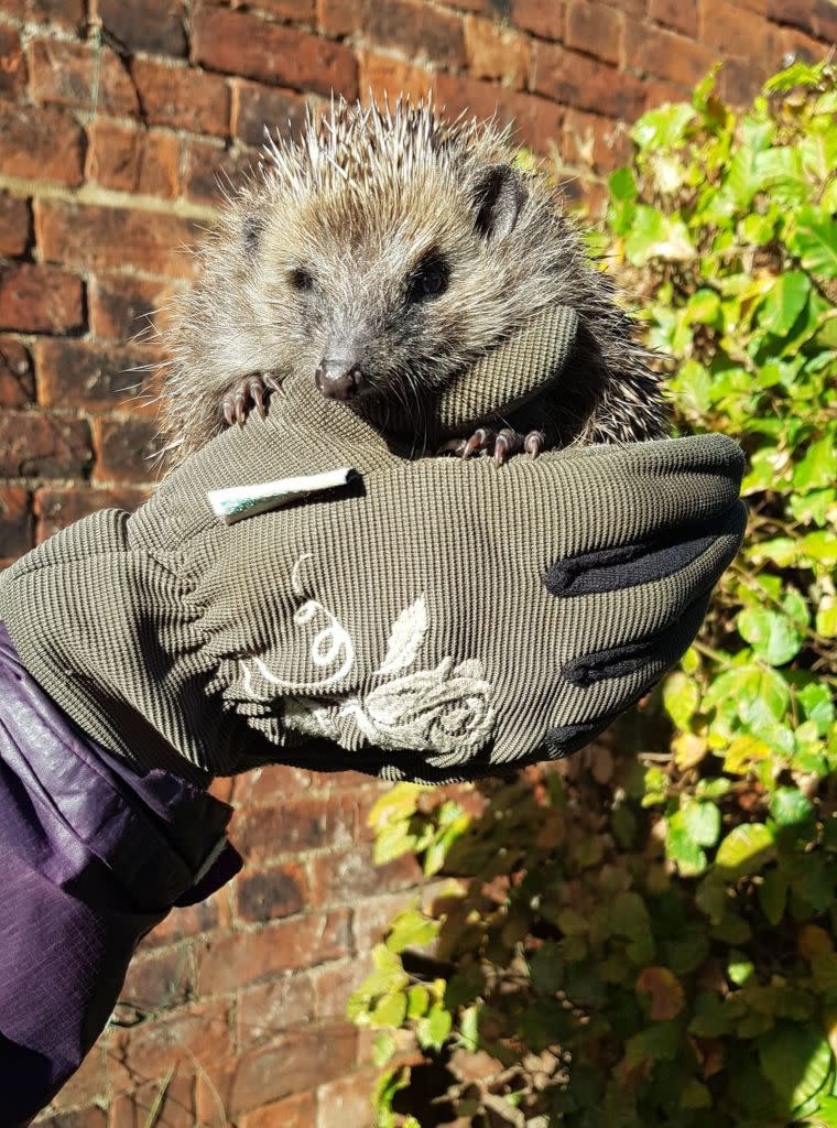 The hospital manager shared that the animal lover had made the mistake of not looking closely enough to see it wasn’t a hedgehog. Kennedy News and Media