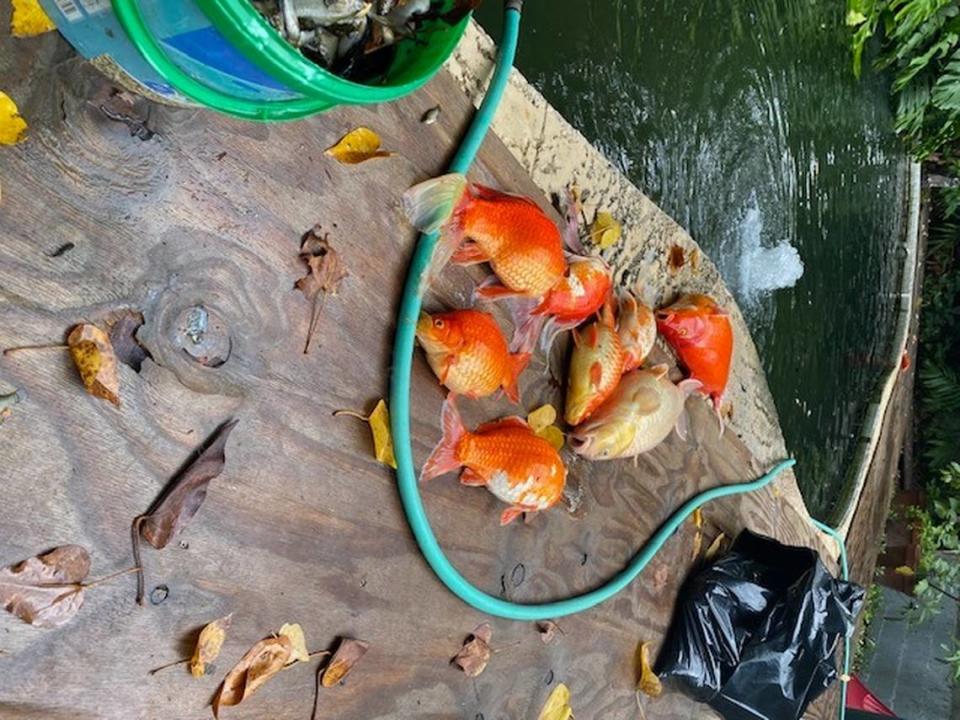 Dead koi removed from Florence Danly’s pond.