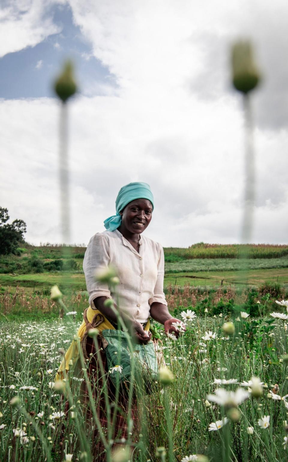 Having hit the global market it was abandoned during the 1980s due to the pyrethrum crisis but Fusco documents the journey of this flower and its market return under the Kenyan government in an ambitious attempt to help farmers meet the growing global demand for organic products. - Vito Fusco/Sony World Photography Awards 