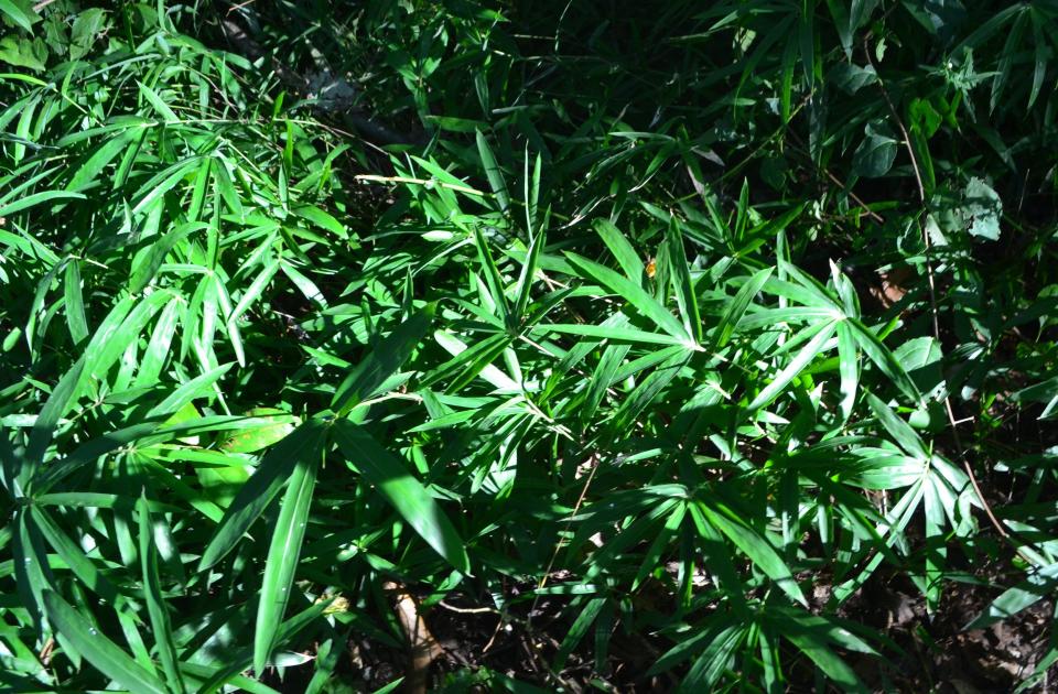 "Wooster’s Dwarf” bamboo has performed well in dense shade.