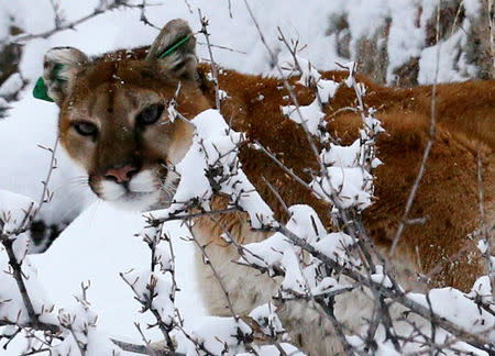 A mountain lion suffocated to death after trying to attack a Colorado trail runner. (REUTERS/Rick Wilking/File Photo)