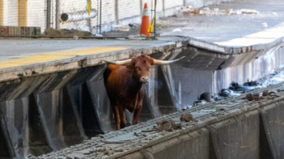 A bull is running loose in Newark, causing delays for New Jersey TRANSIT riders. / Credit: NJ TRANSIT/X