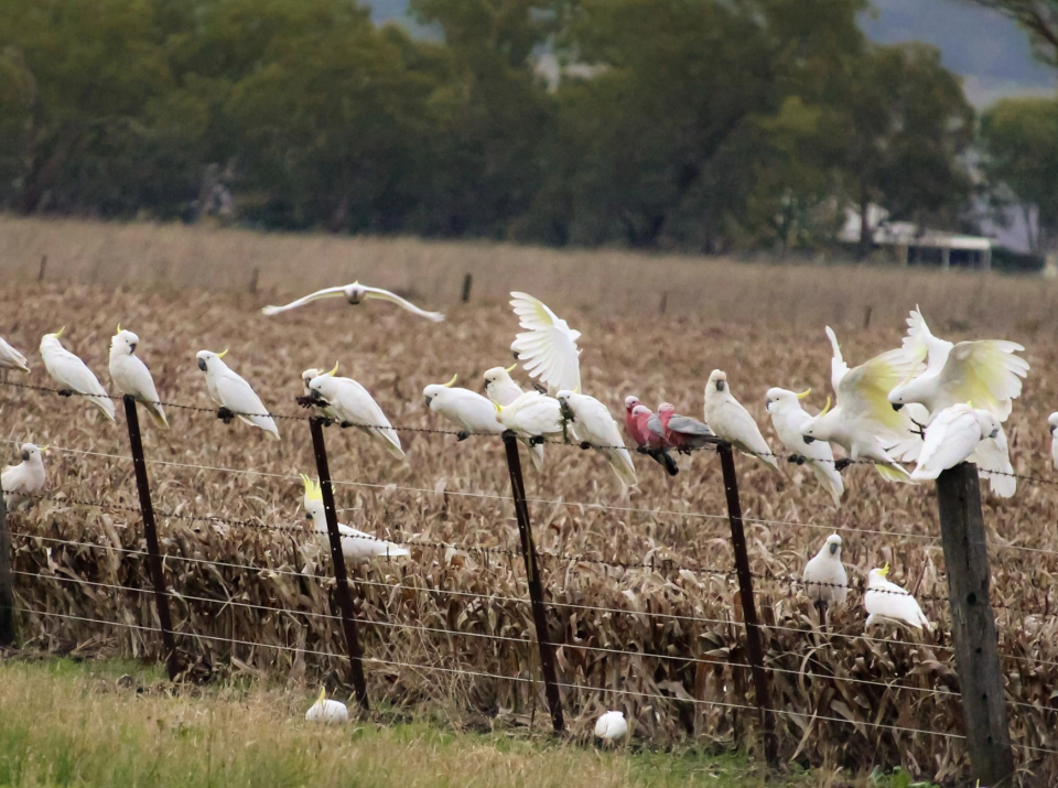 Sulphur-crested cockatoos and Pink Galah's sitting on a fence with a crop behind them. 