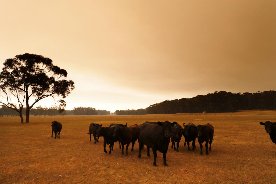 Cattle are seen under smoke filled skies in eastern Gippsland on Jan. 02, 2020, Australia. (Photo by Darrian Traynor/Getty Images)