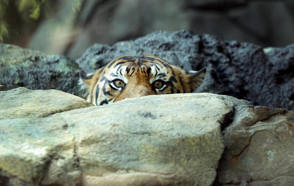 A Sumatran tiger peeks out while cooling off in a water stream in his habitat at the Fort Worth Zoo on Tuesday. The Fort Worth’s new exhibit Predators of Asia & Africa opened on June 22, marking the finalization of the third phase of a $130 million four-stage expansion.