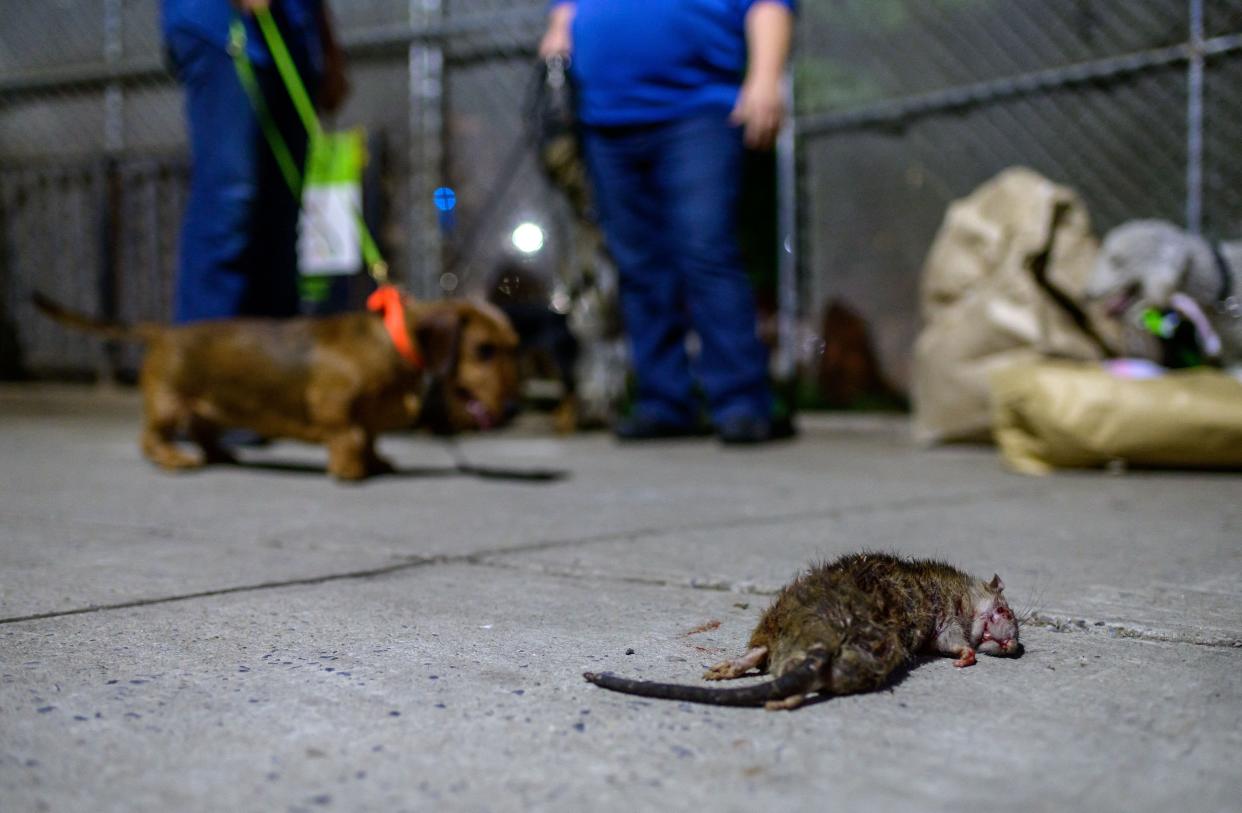 A dead rat lays on the ground hunted by dogs of The Ryder's Alley Trencher-fed Society (R.A.T.S.)' in a neighborhood in lower Manhattan on May 14, 2021, in New York City.