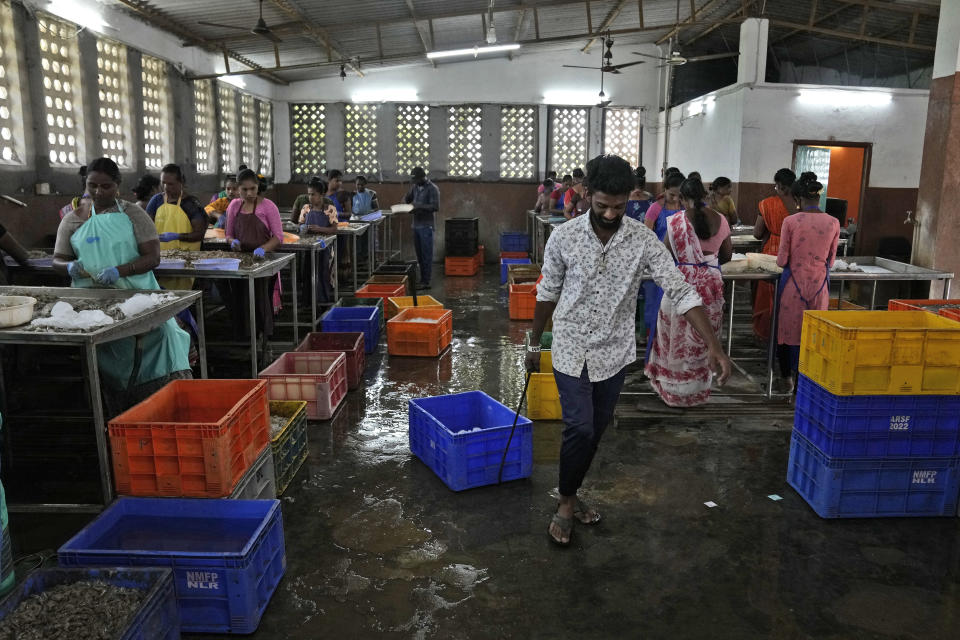 Workers peel shrimp in a tin-roofed processing shed in the hamlet of the Tallarevu, in Kakinada district, in the Indian state of Andhra Pradesh, Sunday, Feb. 11, 2024. Many people in India struggle to survive amid endemic poverty, debt and unemployment. The women AP spoke with said this work, despite the oppressive conditions, is their only chance to avoid starvation. (AP Photo/Mahesh Kumar A.)