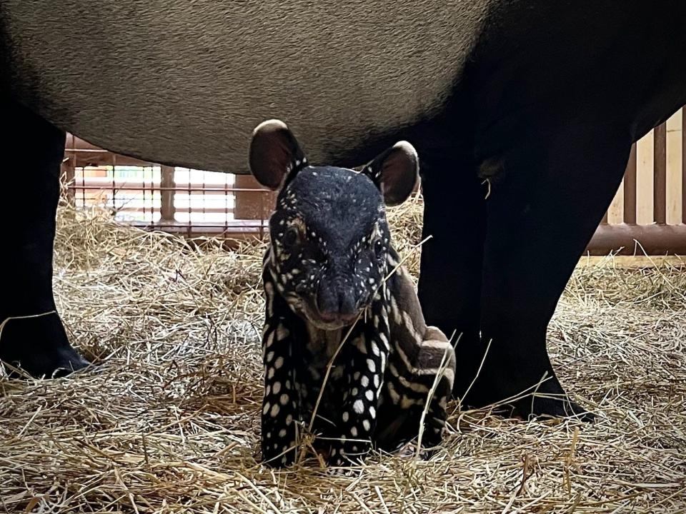 Malayan tapir calf born at the ZooTampa at Lowry Park in March 2024.