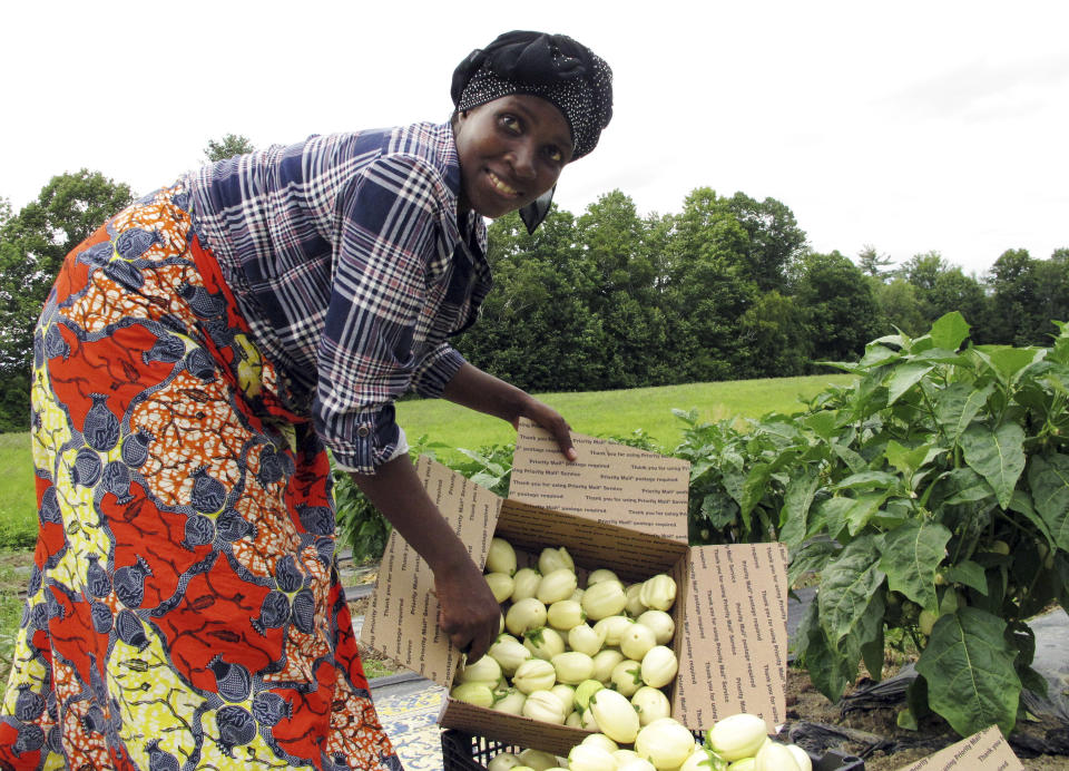 In this July 25, 2018 photo, Janine Ndagijimana displays African eggplant also called bitter ball or garden egg, harvested from her field in Colchester, Vt. Far from the refugee camps where she once lived, Ndagijimana has developed a thriving small farm business, growing African eggplants in Vermont and selling them around the country. (AP Photo/Lisa Rathke)