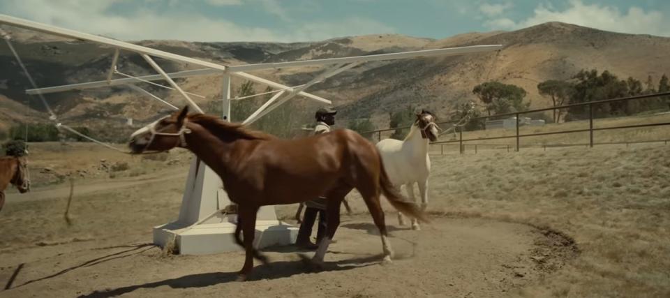 OJ walking some horses