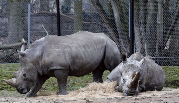 Bruno, left, and Gracie: two rhinoceroses at the Thoiry Zoo where a rhinoceros named Vince was killed.