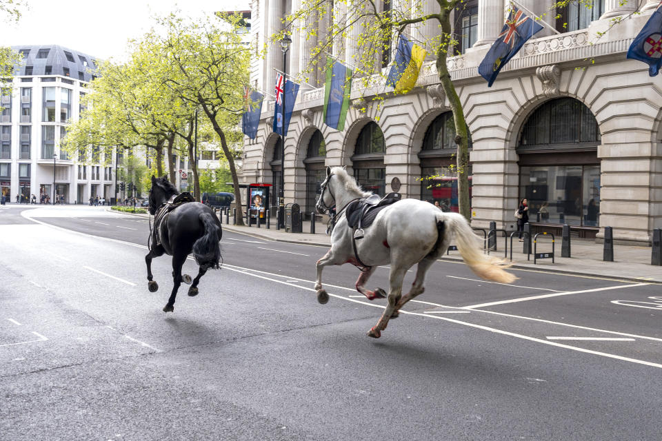 Caballos en Londres (Jordan Pettitt/PA via AP)