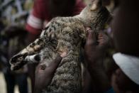 <p>Eso sí, siempre realizan la caza en vecindarios distintos a los suyos. (Photo by FLORENT VERGNES/AFP via Getty Images)</p> 