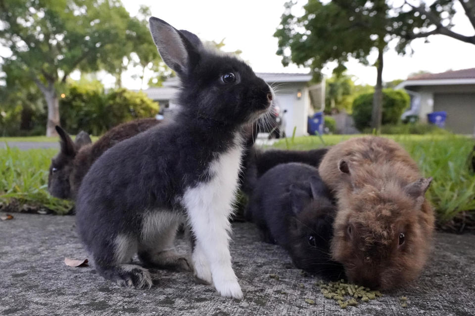 Conejos reunidos para comer comida que les ha dejado un vecino el martes 11 de julio de 2023 en Wilton Manors, Florida. El vecindario tiene que lidiar con una población creciente de consejos domésticos después de que una criadora liberase a sus animales de forma ilegal. (AP Foto/Wilfredo Lee)