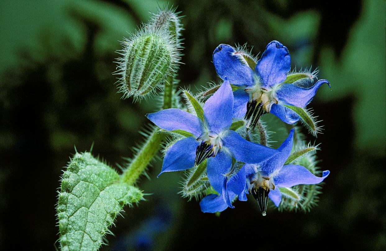 borago officinalis common borage, beebread