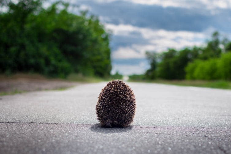 <span class="caption">The lockdown could be well timed for hedgehogs emerging from hibernation.</span> <span class="attribution"><a class="link " href="https://www.shutterstock.com/image-photo/hedgehog-on-road-682603207" rel="nofollow noopener" target="_blank" data-ylk="slk:Besarab Serhii/Shutterstock;elm:context_link;itc:0;sec:content-canvas">Besarab Serhii/Shutterstock</a></span>