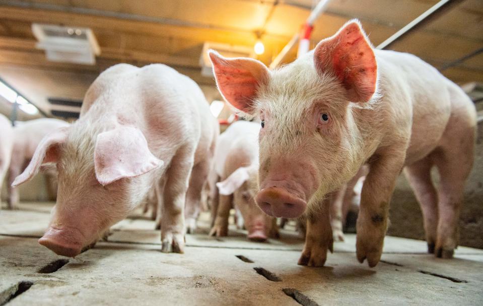 Pigs are seen at the Meloporc farm in Saint-Thomas de Joliette, Quebec, Canada, on June 26, 2019. - Canada said on June 26 that it is investigating the origin of a tainted pork shipment and bogus documents that prompted China to ban Canadian meat and further strained tense relations. (Photo by Sebastien St-Jean / AFP)        (Photo credit should read SEBASTIEN ST-JEAN/AFP via Getty Images)