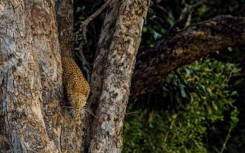 Leopard Mana Pools - Credit: istock