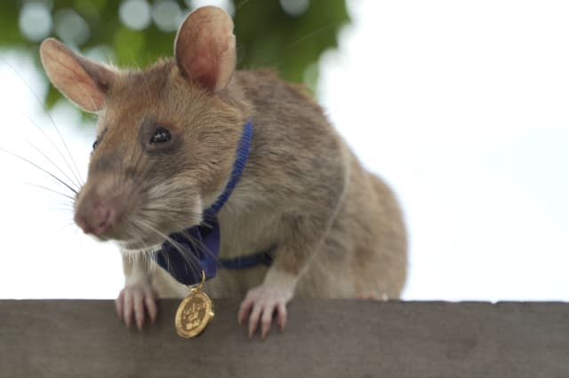 Landmine detection rat awarded gold medal for 'lifesaving bravery'
