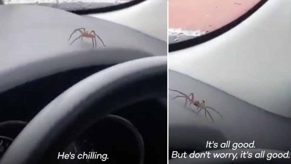 The huntsman that started crawling around a car on the gold coast