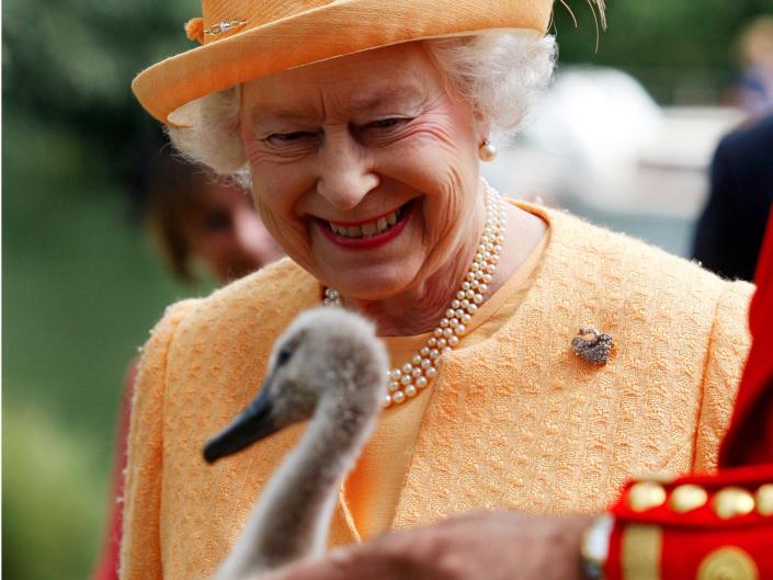 queen elizabeth ii swan upping cygnet