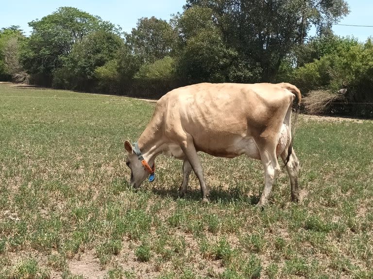 Una vaca Jersey