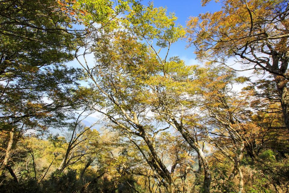 太平山台灣山毛櫸美景（圖片來源：Getty Creative）