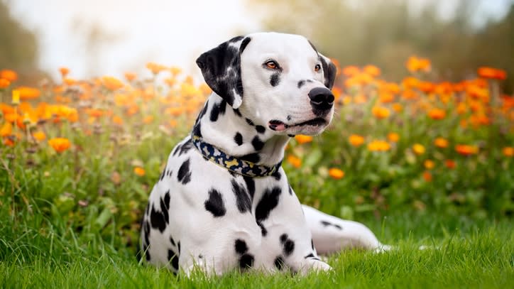 32 of the best outdoor dog breeds