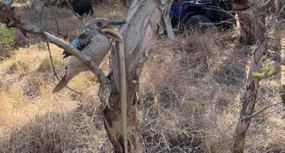 A kookaburra can be seen perched on a tree branch with a snake hanging out of its beak. 