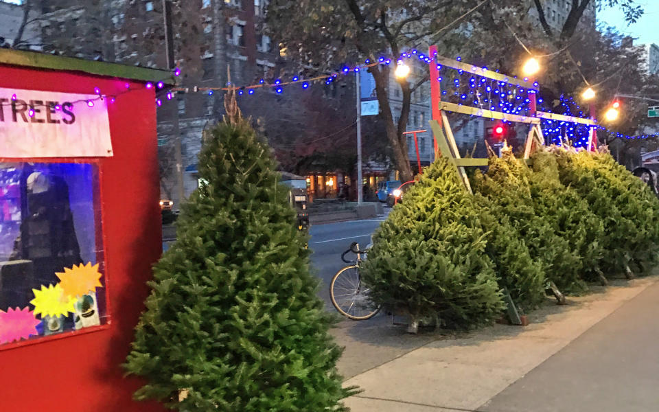 Pick up a Christmas tree on the sidewalk