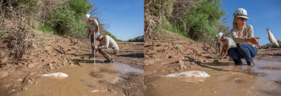 The U.S. Fish and Wildlife team measures the temperatures of each pond, noting what kind of conditions the rescued fish are coming from. At right, Mallory Boro discards a fish from the net, when the pool is too small to return it, searching for silvery minnow.