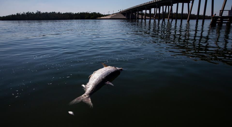 A large dead tarpon floats in the waters in New Pass at Lovers Key on Wednesday, March 2, 2023. Red tide counts have been very high in recent weeks but have waned in the past few days, according to the Florida Fish and Wildlife Conservation Commission.