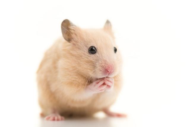 Man Holding A Tiny Beautiful Hamster Stock Photo - Download Image