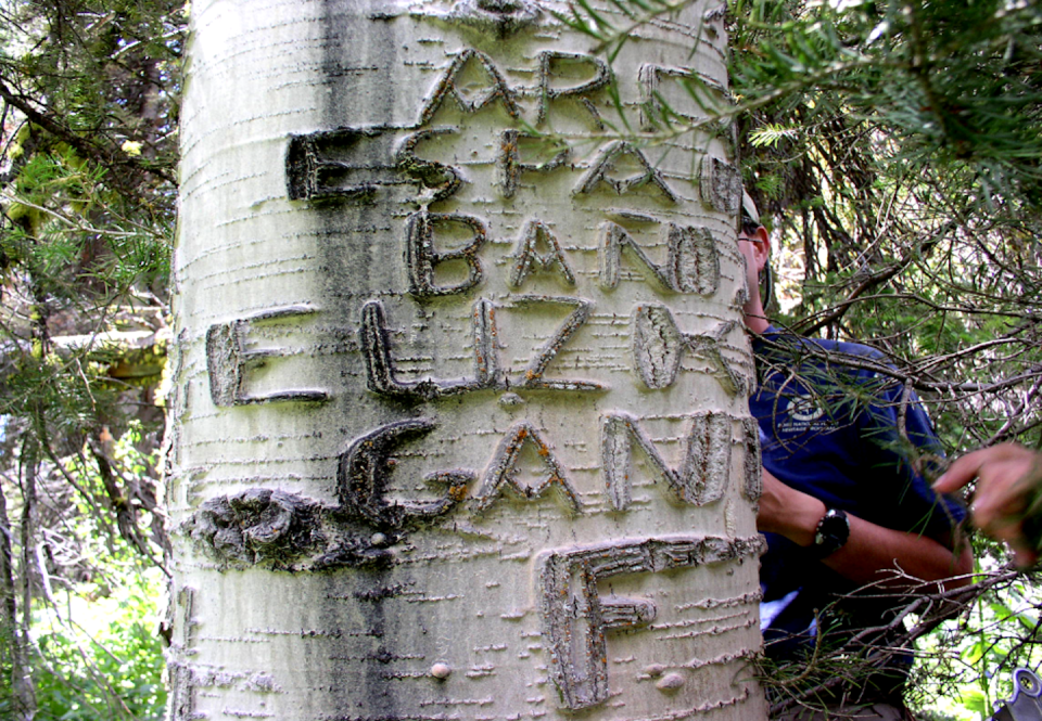 darkened letters carved into bark of white tree trunk